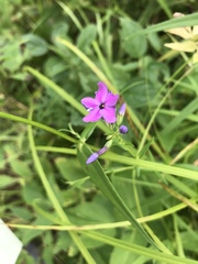 Phlox glaberrima interior