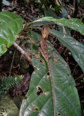 Acanthosaura lepidogaster