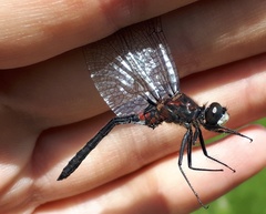 Leucorrhinia proxima