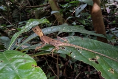 Acanthosaura lepidogaster