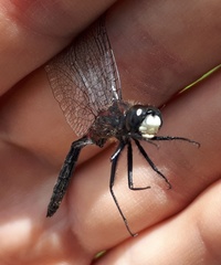 Leucorrhinia proxima