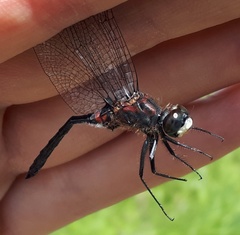 Leucorrhinia proxima