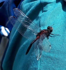 Leucorrhinia proxima