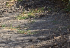 Microtus californicus