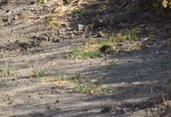 Microtus californicus