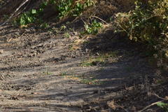 Microtus californicus