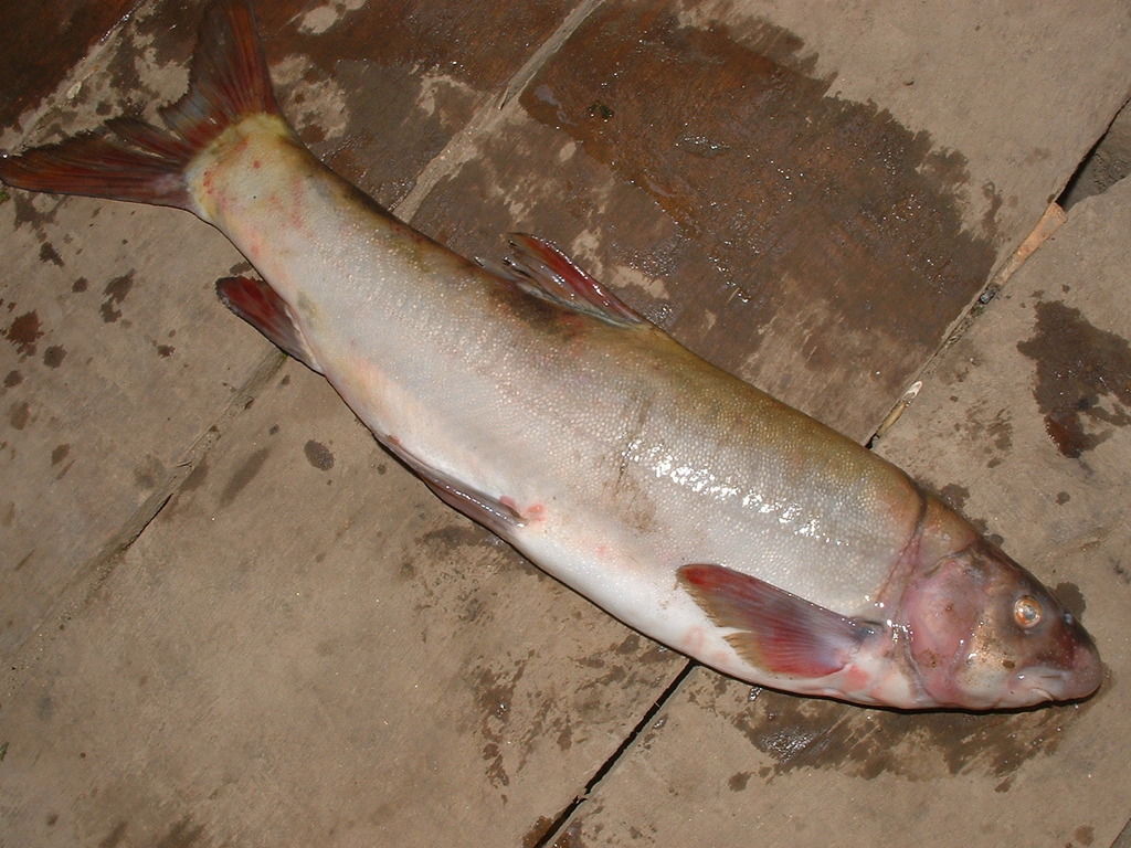Schizothorax dulongensis