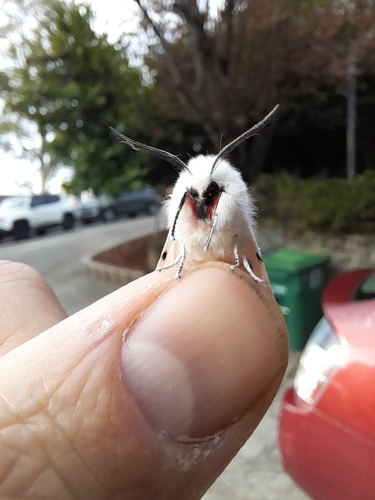 Vestal Tiger Moth photo 4