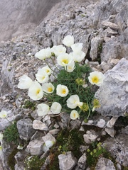 Papaver alpinum