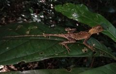 Acanthosaura lepidogaster