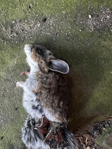 Keen's Mouse