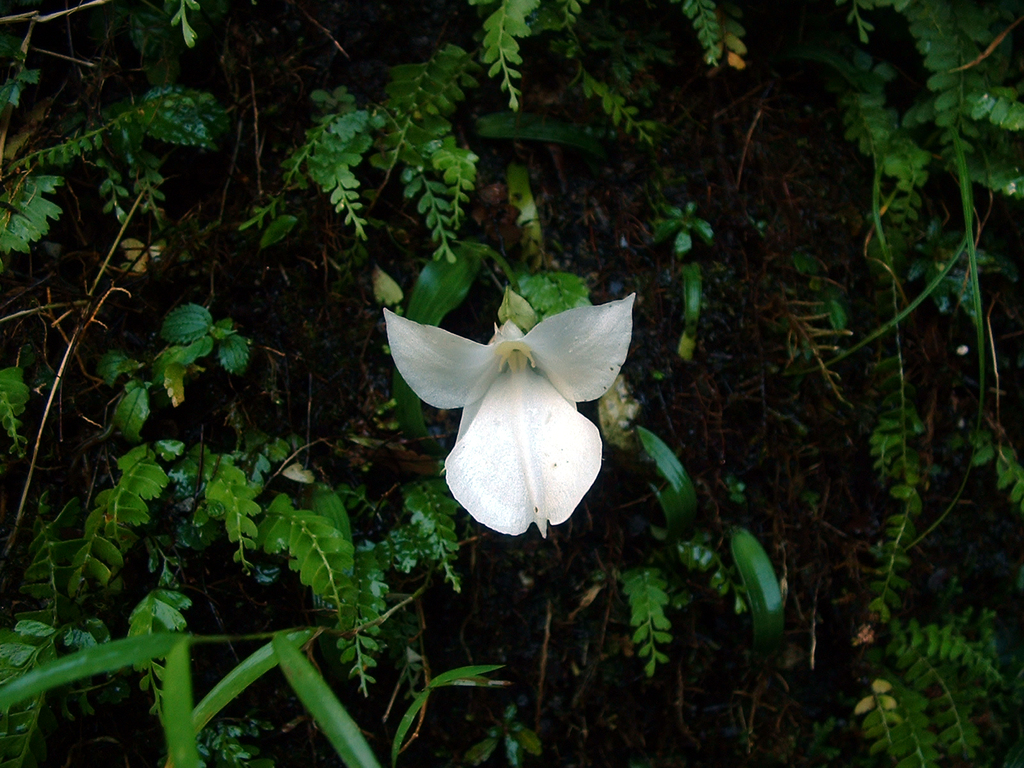 Diplomeris pulchella (Diplomeris pulchella)