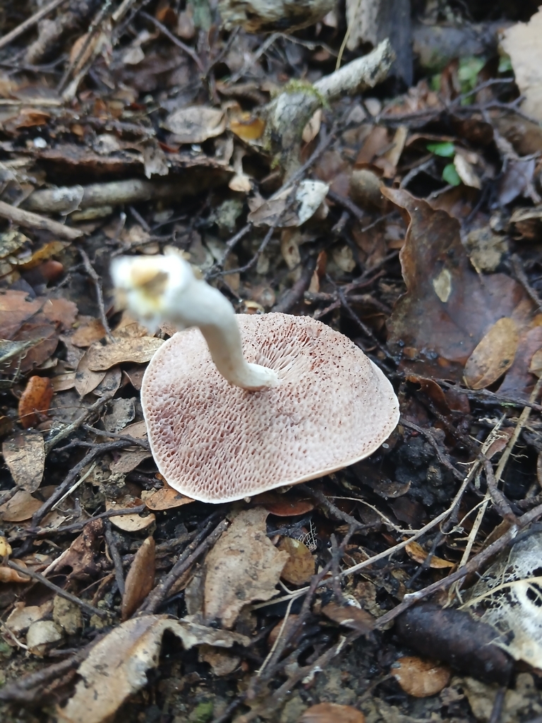 Fistulinella violaceipora · March 2025 · photo: © claire_grace83 (iNaturalist, cc-by)