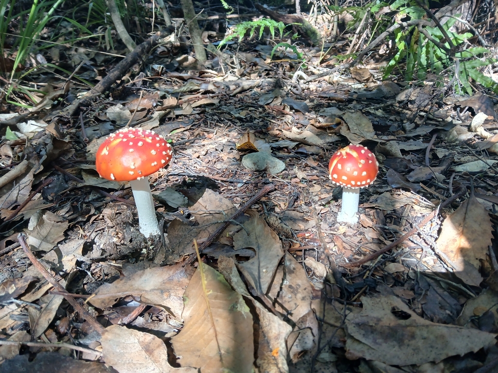 Amanita muscaria · March 2025 · photo: © claire_grace83 (iNaturalist, cc-by)