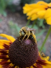 Svastra obliqua obliqua