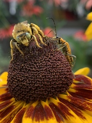 Svastra obliqua obliqua