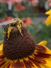 Svastra obliqua obliqua