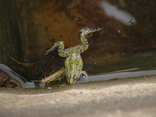 Black-spotted Frog