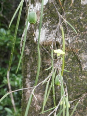 Dendrobium bowmanii