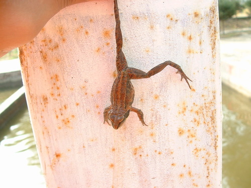 Siberian Wood Frog