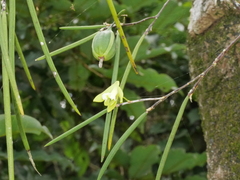 Dendrobium bowmanii