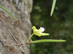 Dendrobium bowmanii
