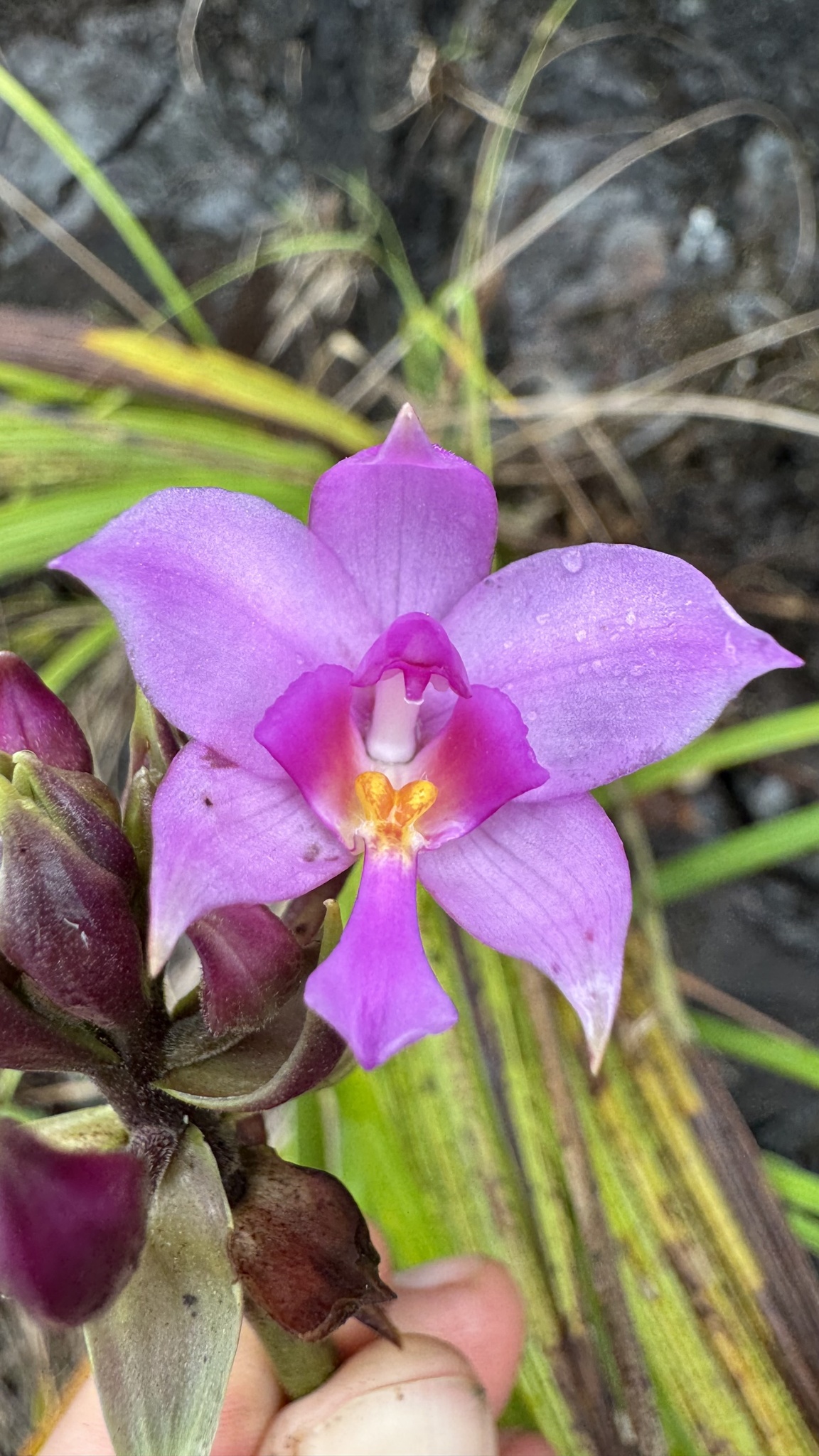 Spathoglottis plicata (Spathoglottis plicata)