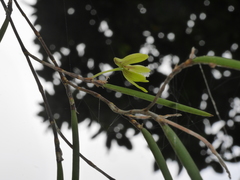 Dendrobium bowmanii