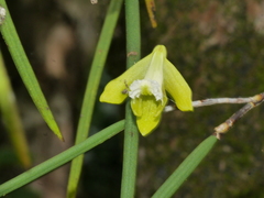 Dendrobium bowmanii