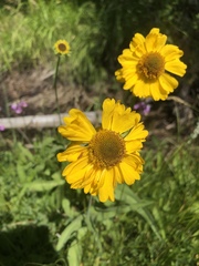 Helenium bigelovii