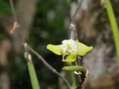 Dendrobium bowmanii