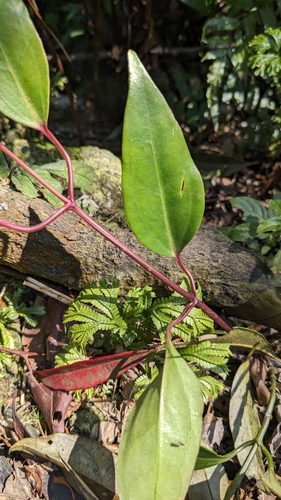 Clematis crassifolia, photograph 3