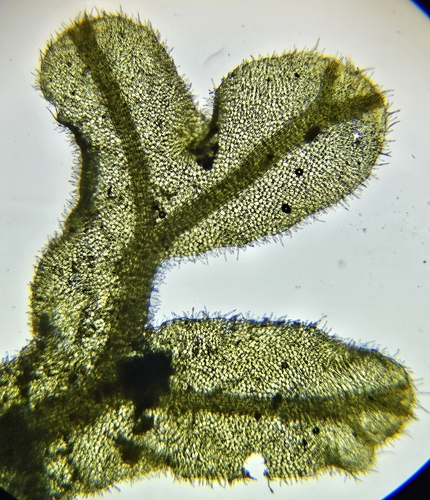 Image of Metzgeria pubescens by (c) Helen Waterman, some rights reserved (CC BY)