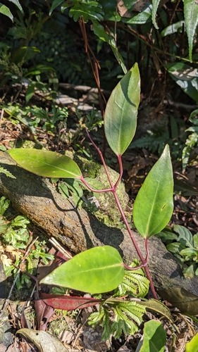 Clematis crassifolia, photograph 4