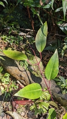 Clematis crassifolia, photograph (c) 許文俊, some rights reserved (CC BY-SA)