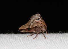 Telamona ampelopsidis