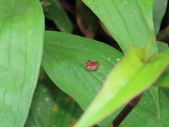 Epidaus