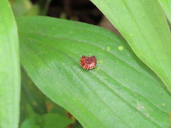 Epidaus