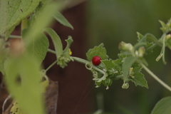 Cucumis maderaspatanus