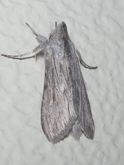 Cucullia laetifica