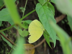 Eurema blanda arsakia