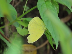 Eurema blanda arsakia