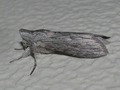 Cucullia laetifica