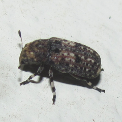 Euparius subtesselatus