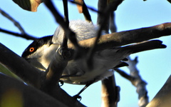 Dryoscopus cubla cubla