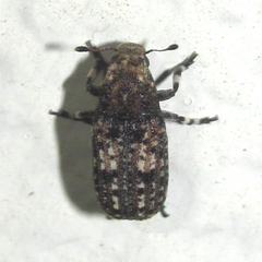 Euparius subtesselatus