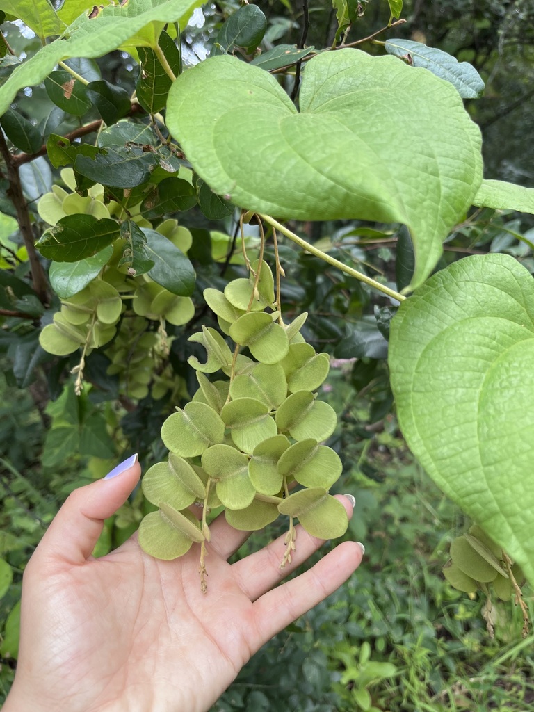 Dioscorea schimperiana (Dioscorea schimperiana)