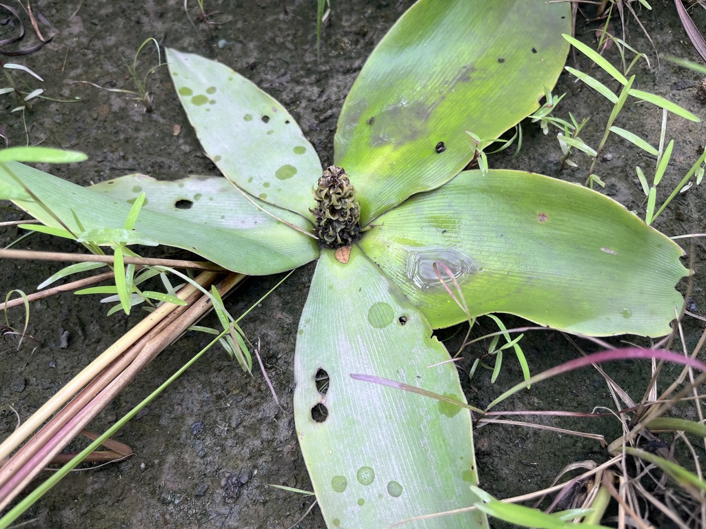 Chlorophytum stenopetalum (Chlorophytum stenopetalum)