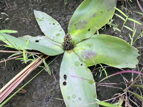 Chlorophytum stenopetalum (Chlorophytum stenopetalum)