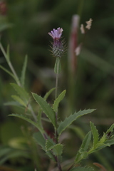 Tricholepis amplexicaulis